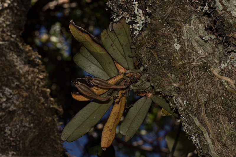 Aerangis montana