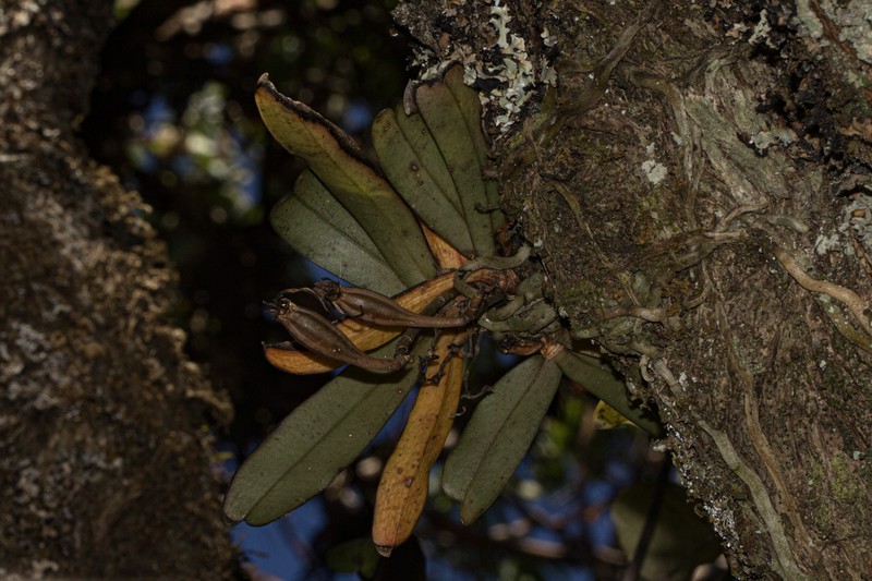Aerangis montana photo 2