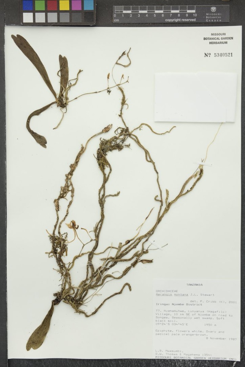 Aerangis montana photo 3