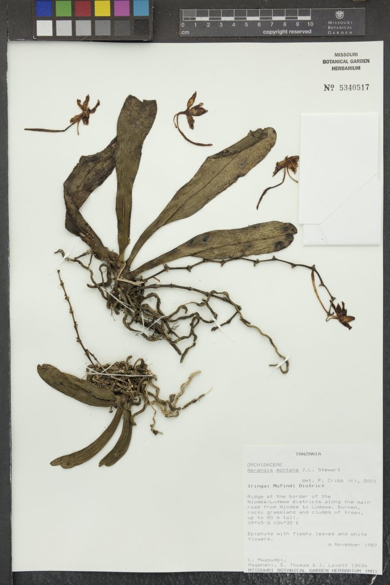 Aerangis montana photo 4