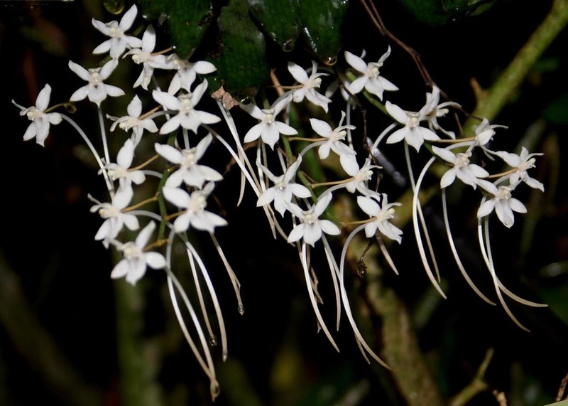 Aerangis mystacidii