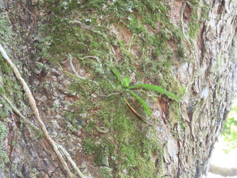 Aerangis mystacidii photo 3
