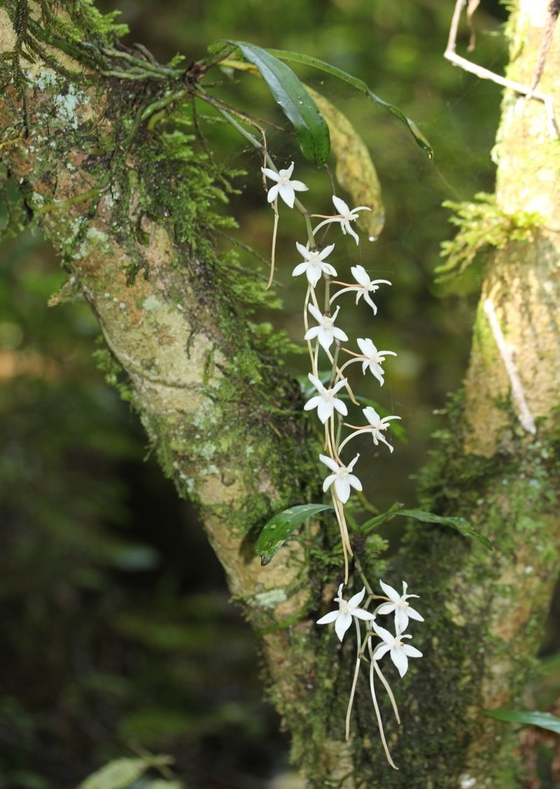 Aerangis mystacidii photo 4