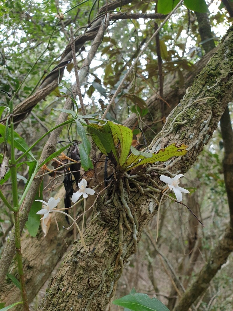Aerangis mystacidii photo 5