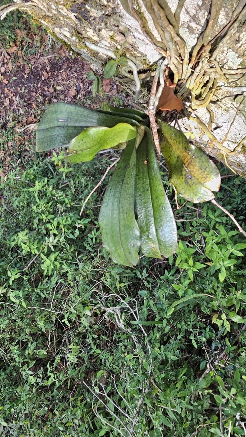 Aerangis mystacidii photo 6