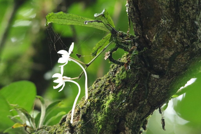 Aerangis mystacidii photo 8