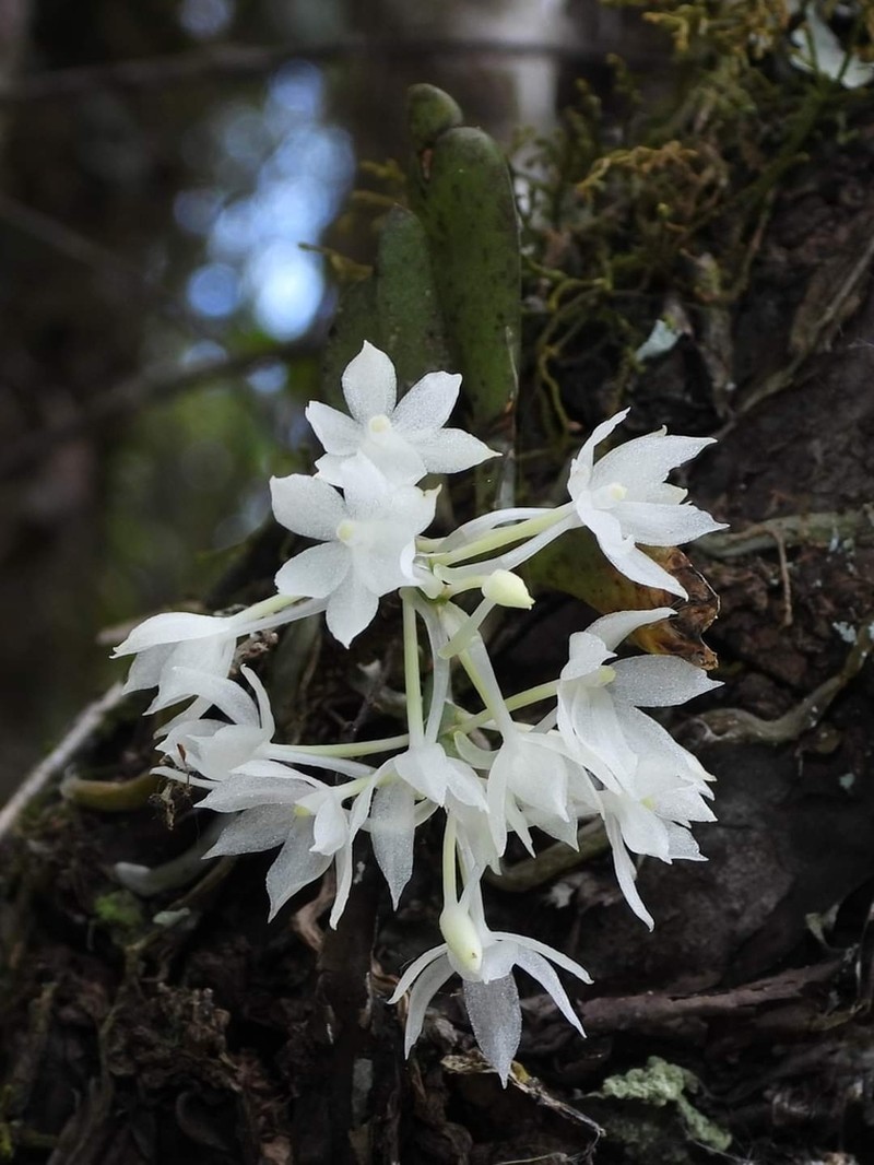 Aerangis oligantha