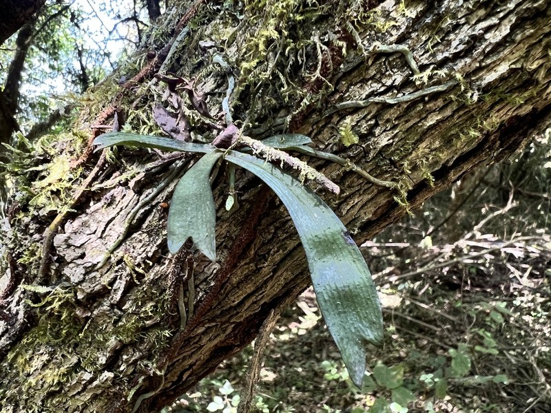 Aerangis oligantha photo 2