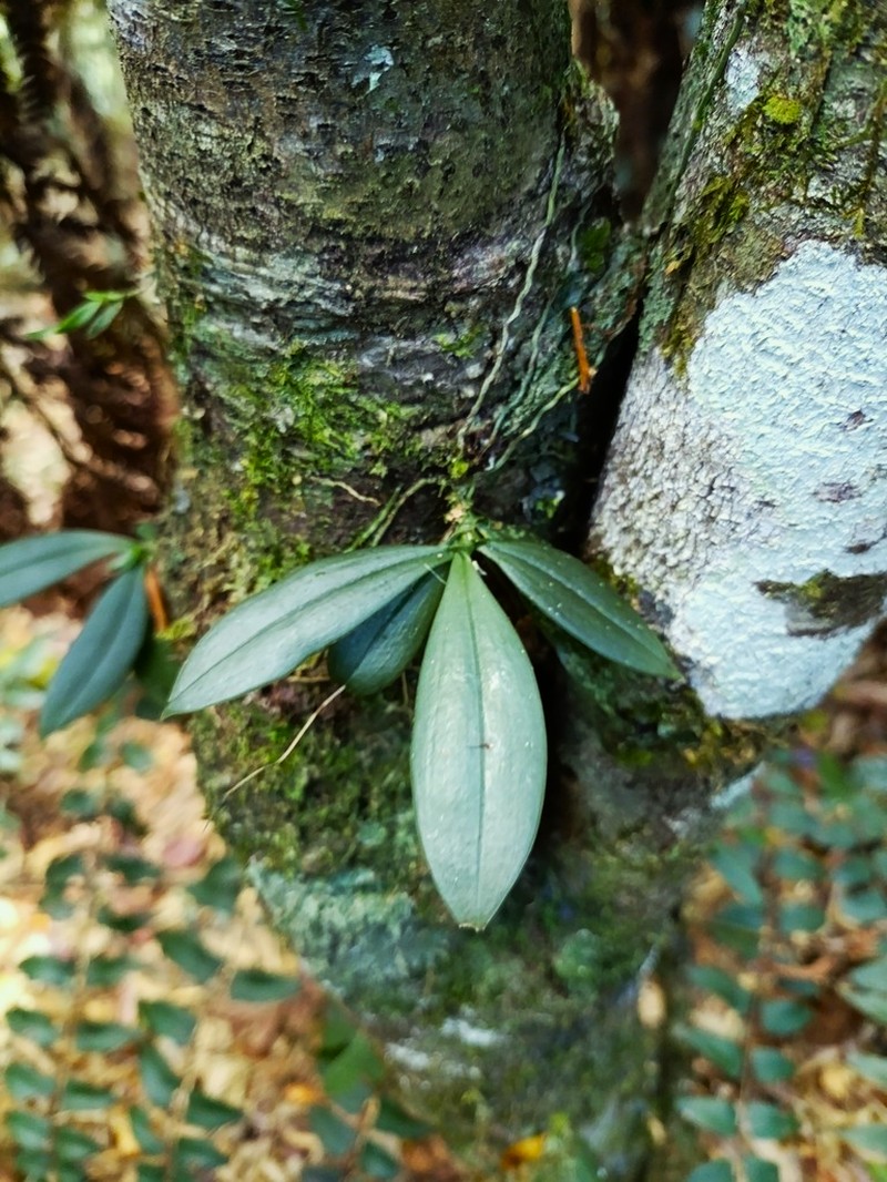 Aerangis pallidiflora