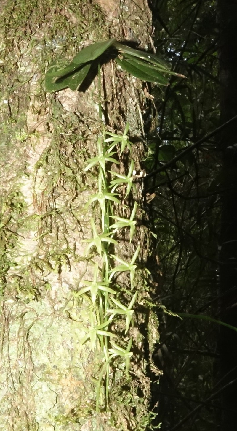 Aerangis pallidiflora photo 2
