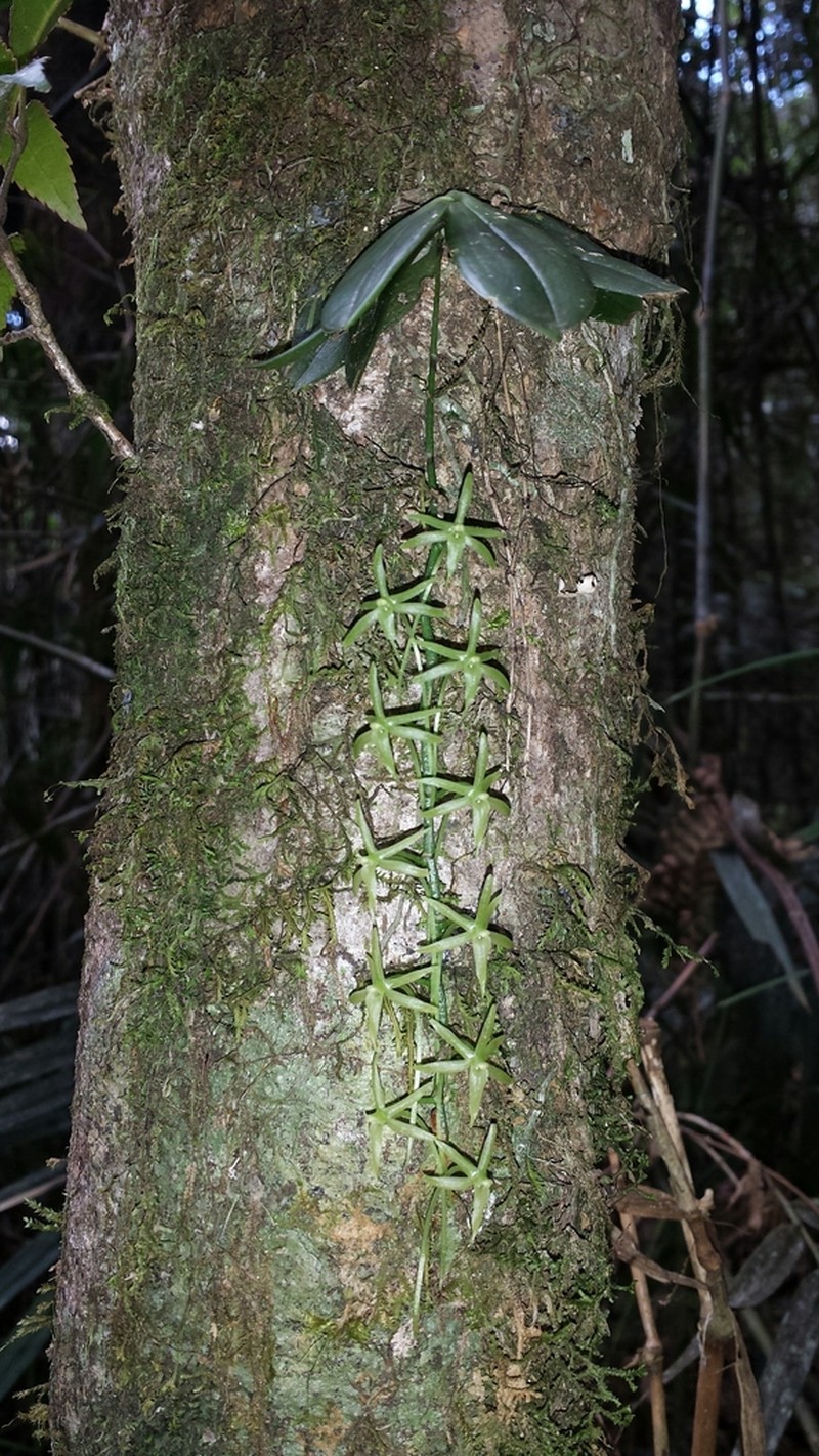 Aerangis pallidiflora photo 3