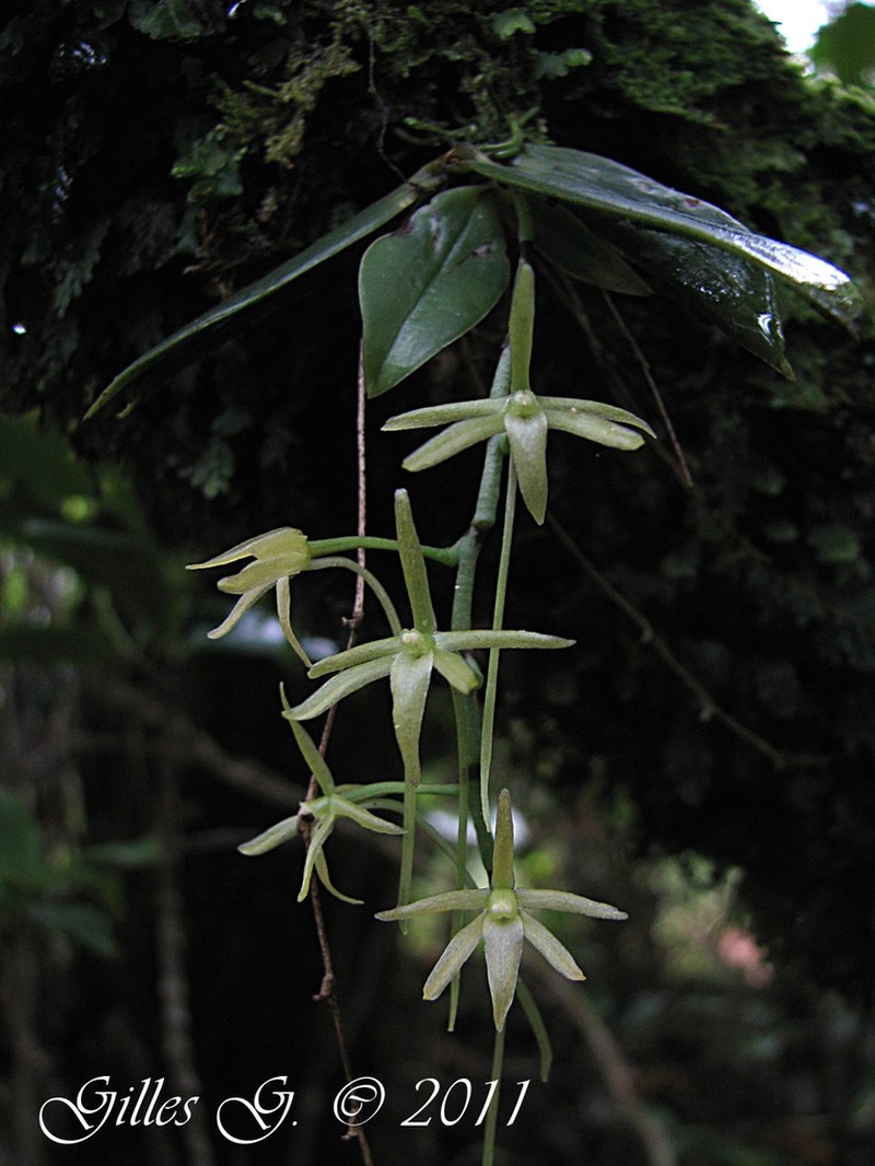 Aerangis pallidiflora photo 4