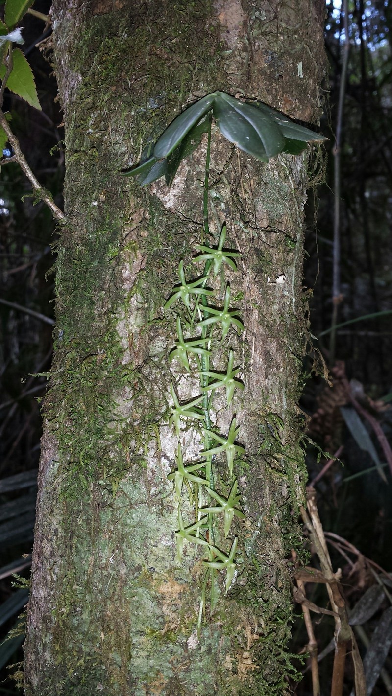Aerangis pallidiflora photo 6