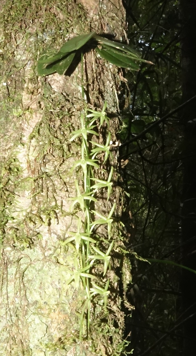 Aerangis pallidiflora photo 7