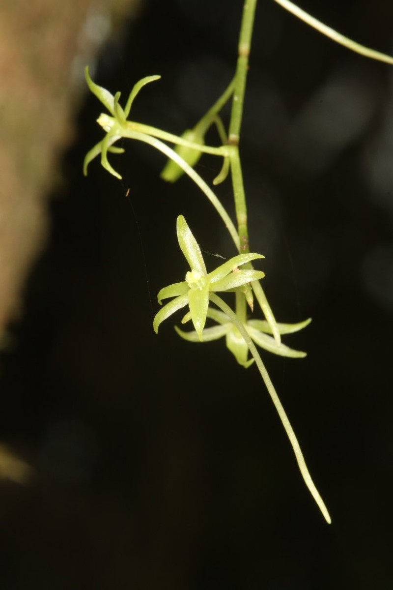 Aerangis pallidiflora photo 8