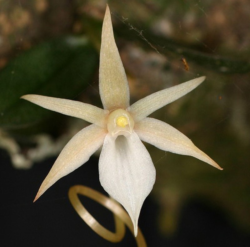 Aerangis punctata photo 2