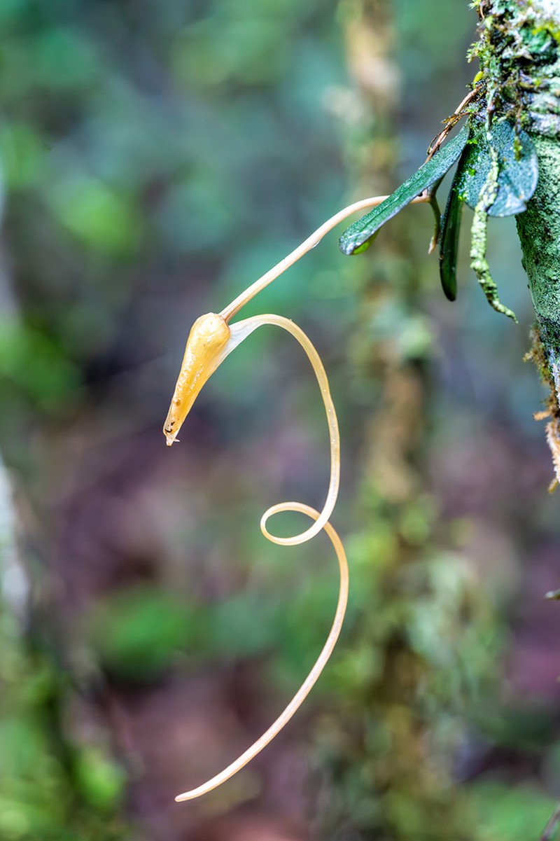 Aerangis punctata photo 3