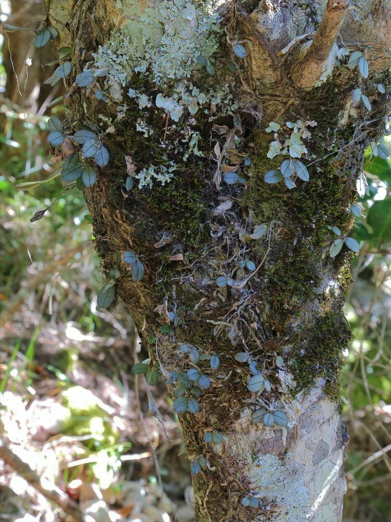Aerangis punctata photo 4