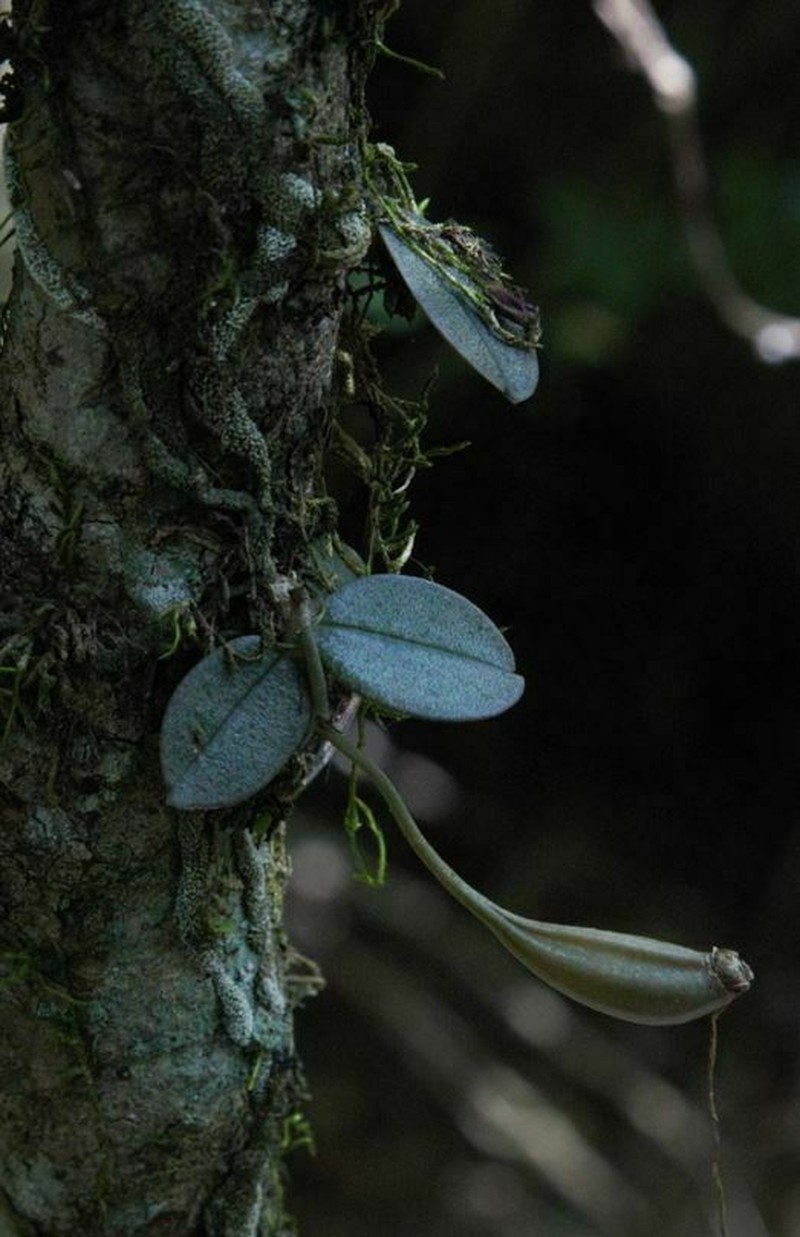 Aerangis punctata photo 5