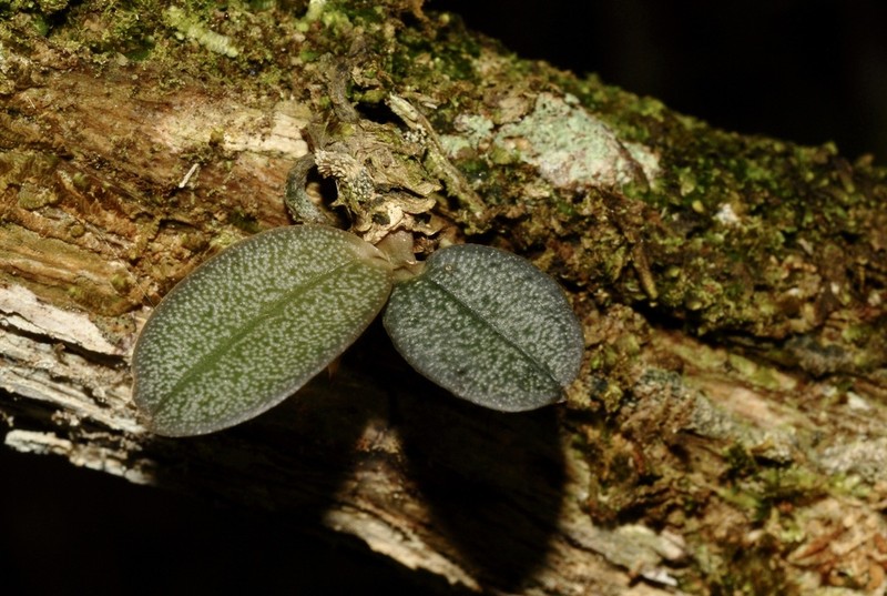 Aerangis punctata photo 6