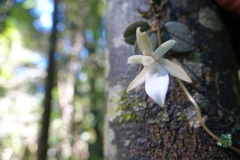 Aerangis punctata photo 7