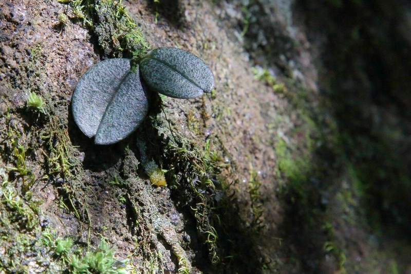 Aerangis punctata photo 8