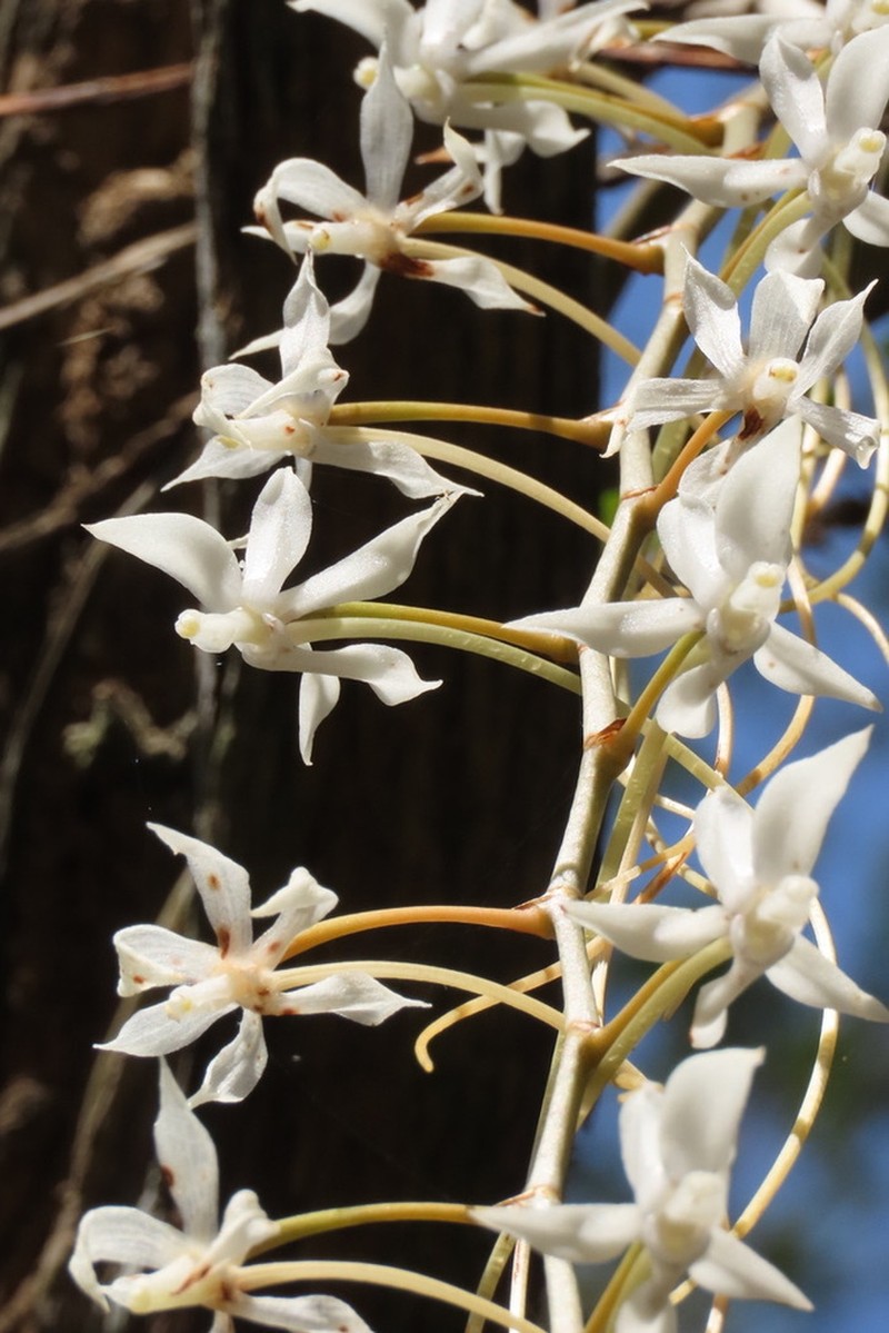 Aerangis rostellaris