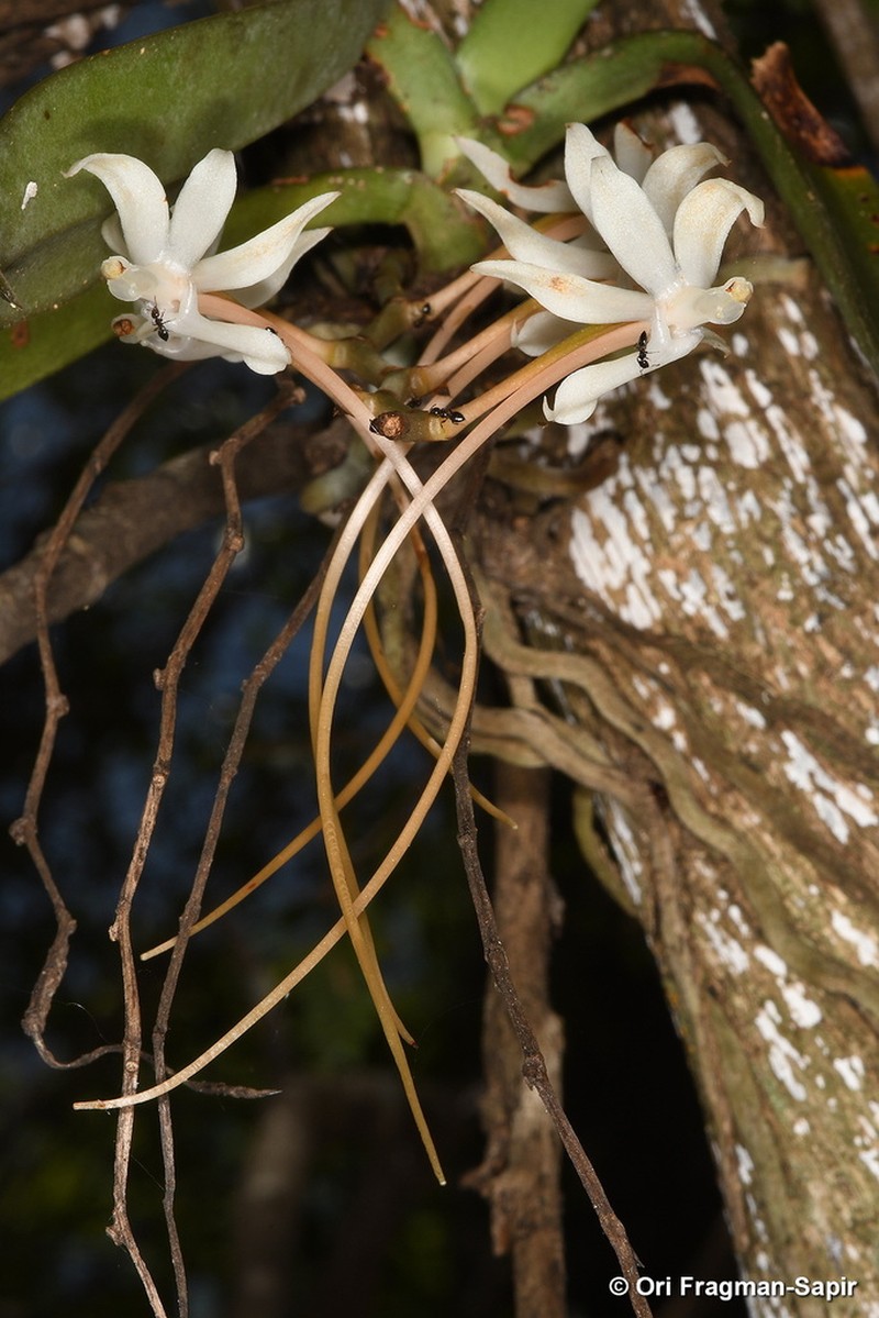 Aerangis rostellaris photo 2