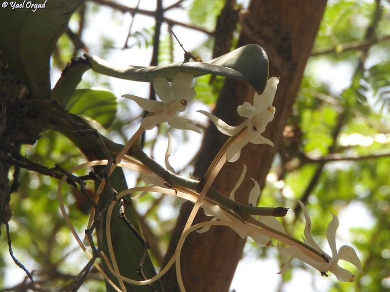 Aerangis rostellaris photo 6