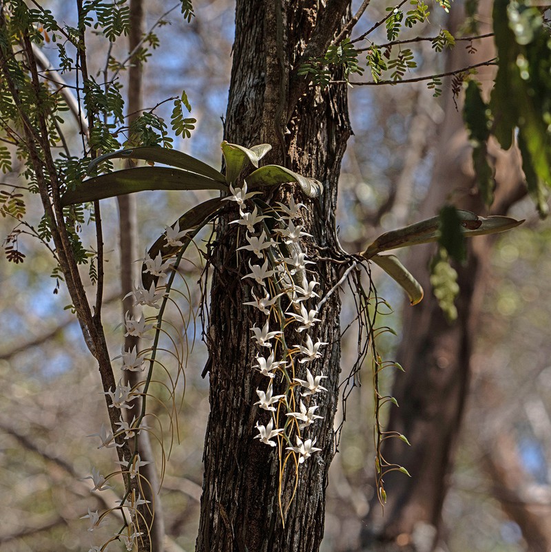 Aerangis rostellaris photo 7