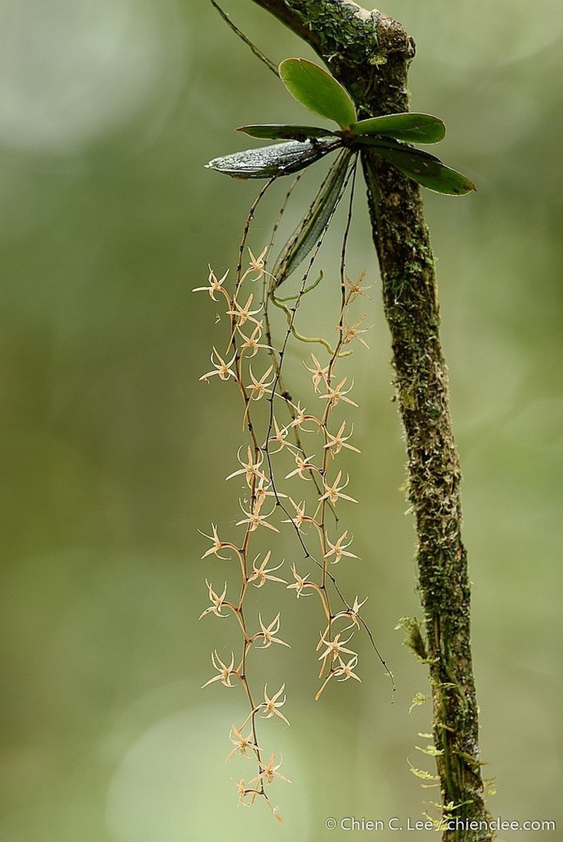 Aerangis seegeri