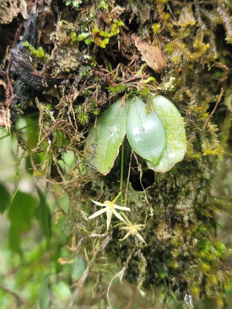 Aerangis seegeri photo 2