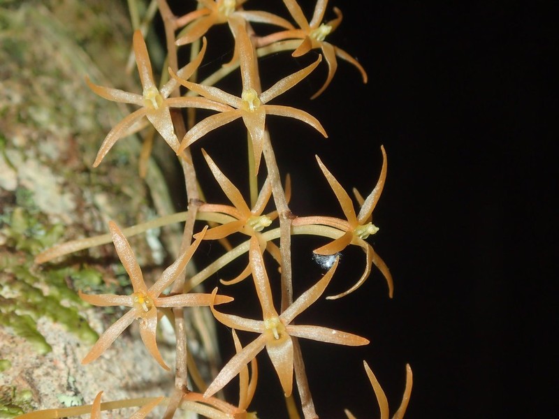 Aerangis seegeri photo 3