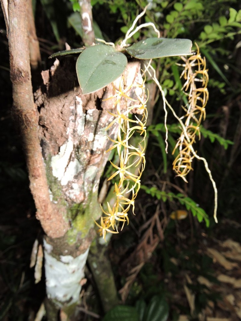 Aerangis seegeri photo 6