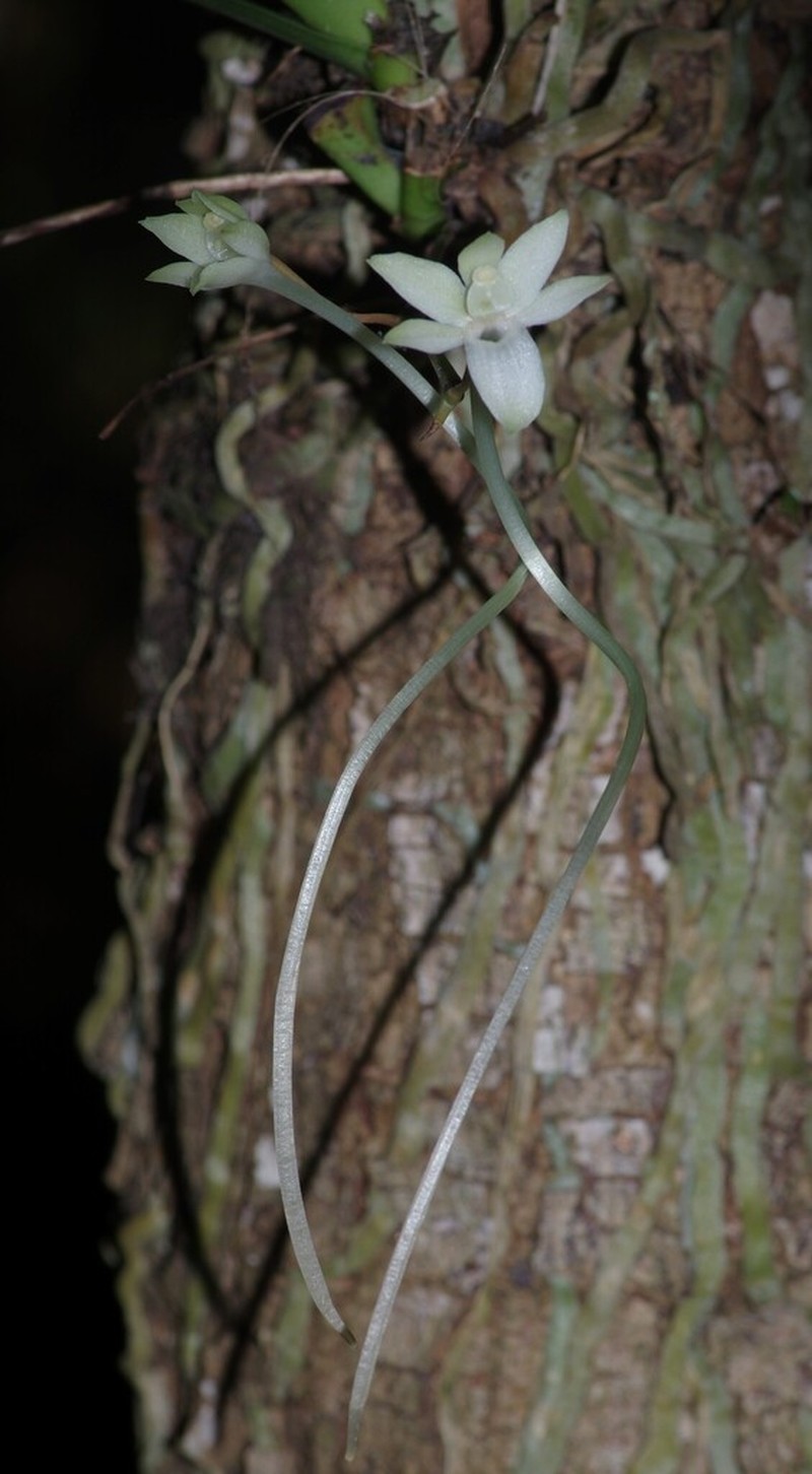 Aerangis somalensis photo 2