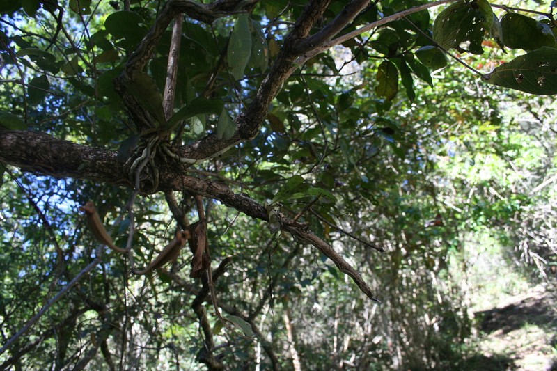 Aerangis somalensis photo 5