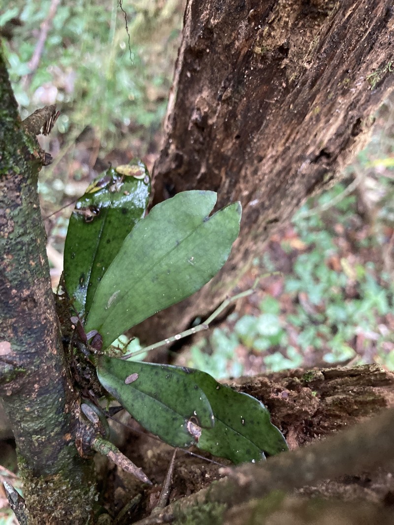 Aerangis somalensis photo 8