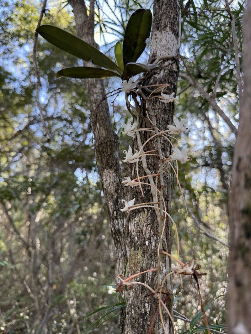 Aerangis spiculata
