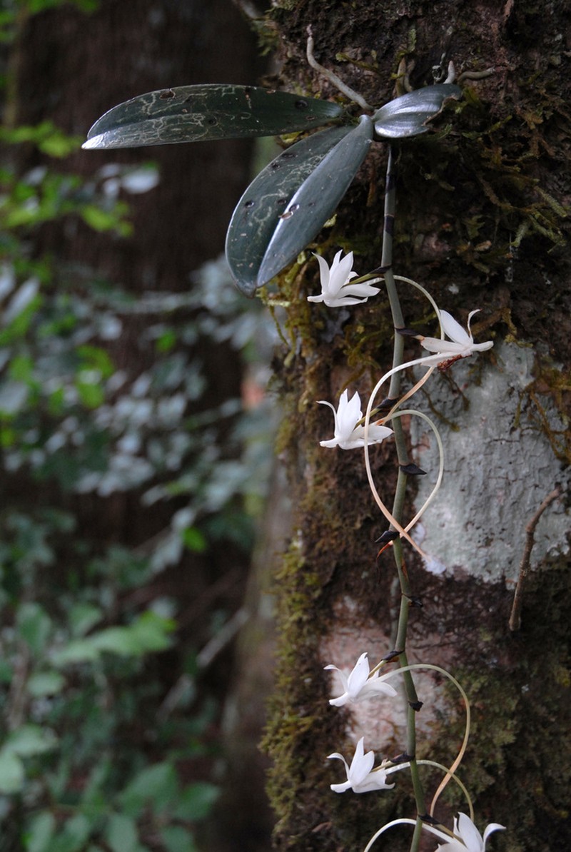 Aerangis spiculata photo 2
