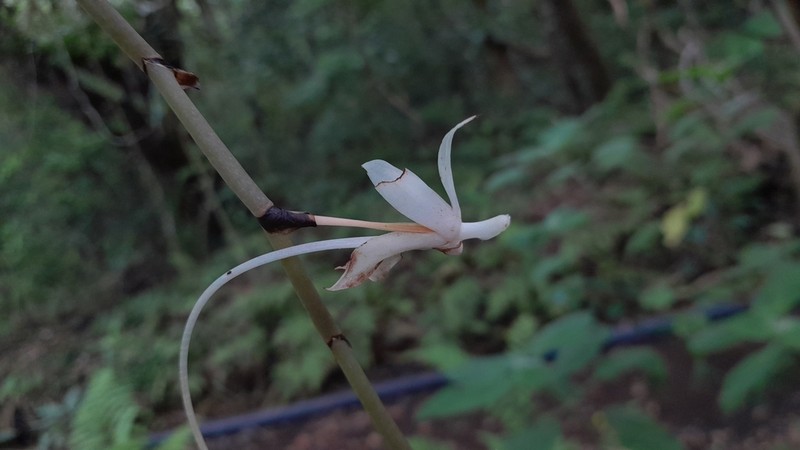 Aerangis spiculata photo 3