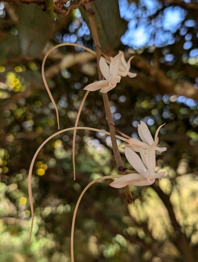 Aerangis spiculata photo 4