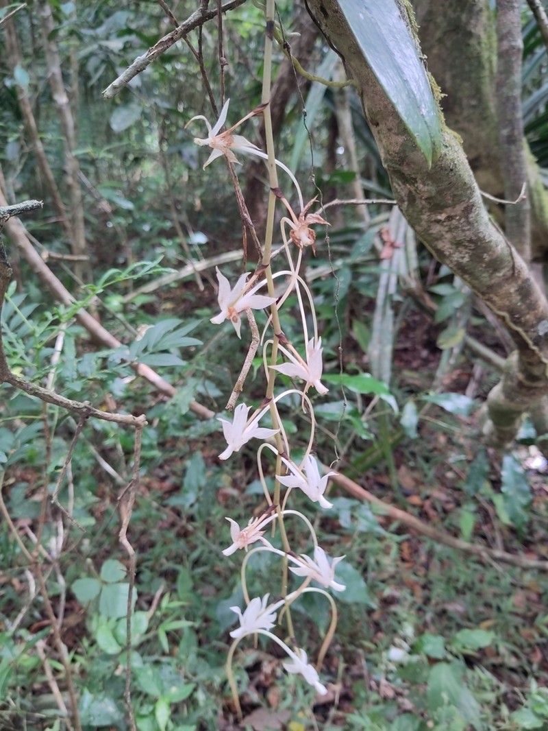 Aerangis spiculata photo 5