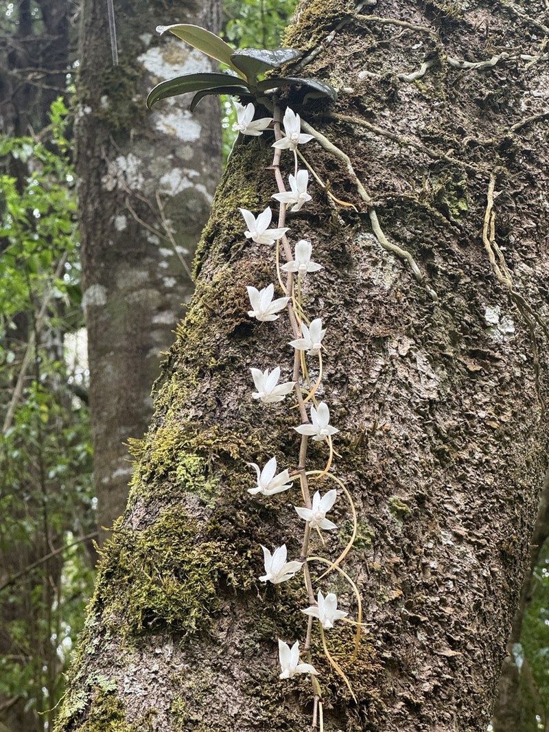 Aerangis spiculata photo 6