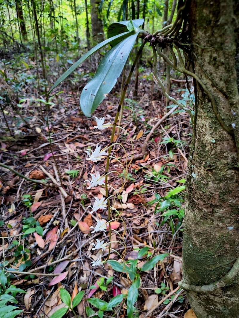 Aerangis spiculata photo 7