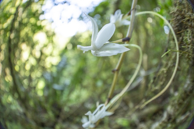 Aerangis spiculata photo 8