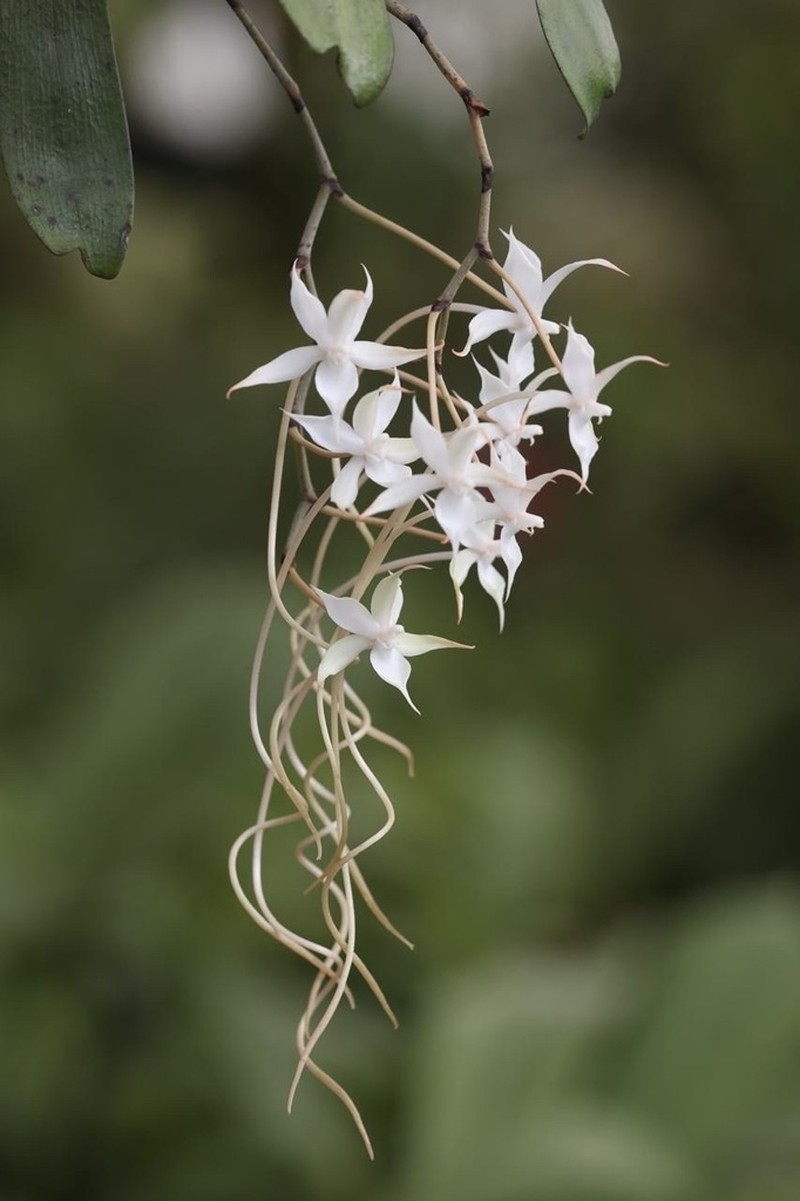 Aerangis splendida photo 3
