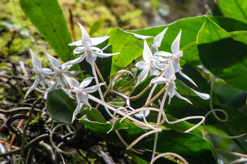 Aerangis splendida photo 4
