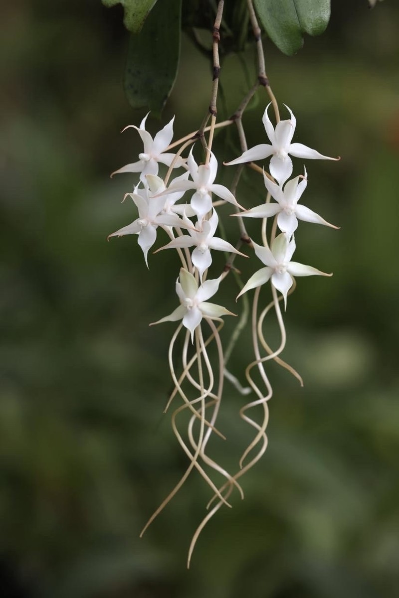 Aerangis splendida photo 6