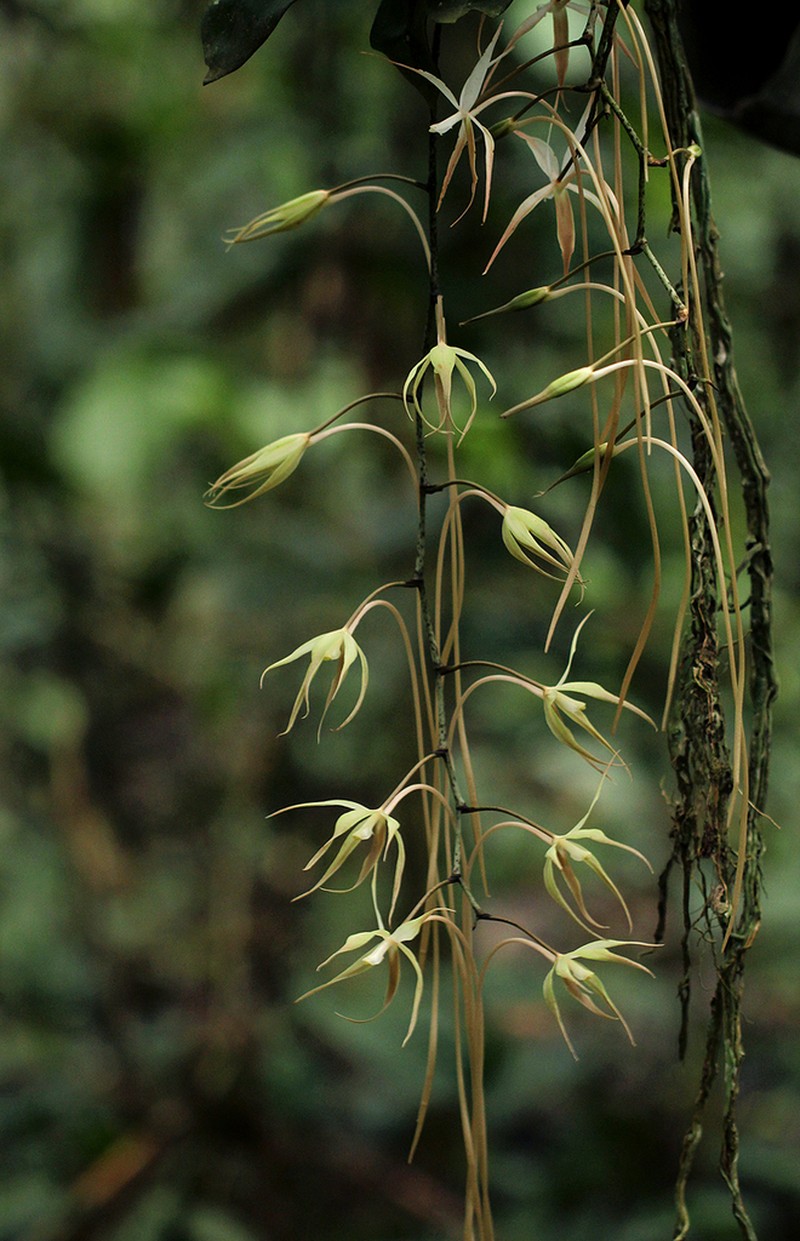Aerangis stelligera