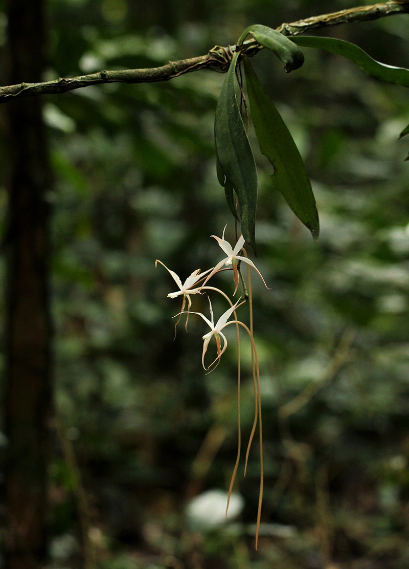 Aerangis stelligera photo 2